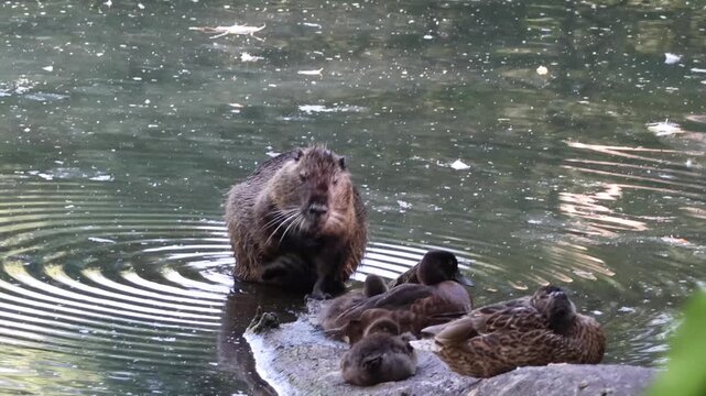 Coypu grooming in a water near ducks resting on a rock. Nutria cleaning fur in a river beside duck. 
