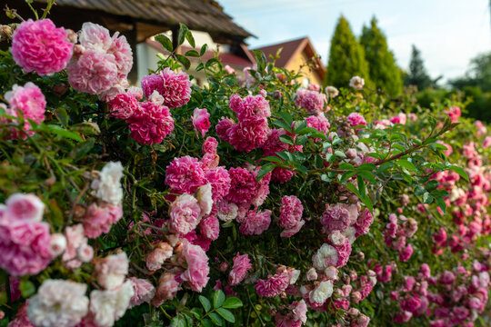Dense clusters of small double pink rambling roses, Rosa hybrid, bloom across a vigorous garden shrub beside village houses. The profuse summer display creates a romantic floral hedge suitable for cot