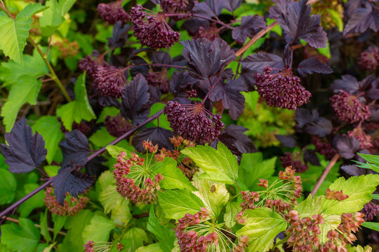 Contrasting common ninebark shrubs, Physocarpus opulifolius, display dark burgundy and bright chartreuse foliage with clusters of reddish seed capsules. The colorful ornamental planting provides textu
