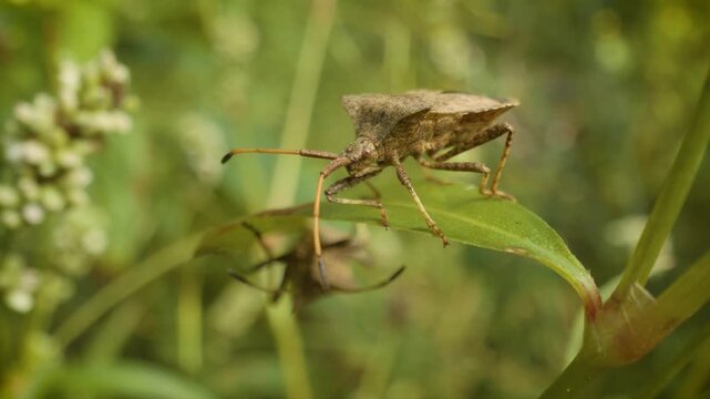 macro view of a dock bug (coreus marginatus) on a green leaf