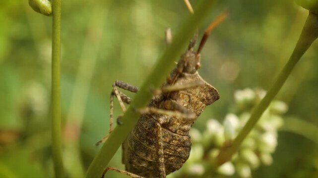 close up of crawling dock bug (coreus marginatus) in its natural habitat