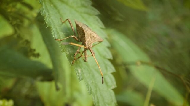 extreme close up of a dock bug (coreus marginatus) in its natural environment
