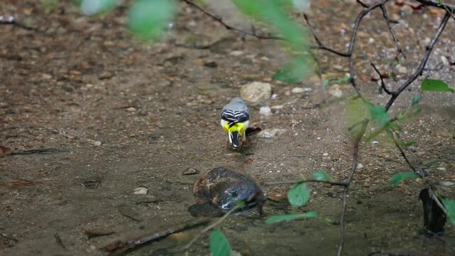 Grey Wagtail Walking in Shallow Stream Water Slow Motion 4K