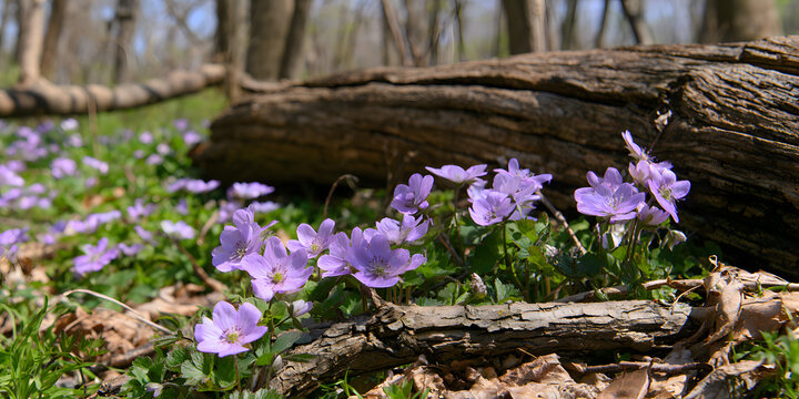 Conservation maintaining nature's equilibrium during the vibrant spring renewal