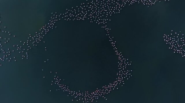Aerial view of flamingos forming curved flock in dark water. Bright bird bodies create geometric contrast against deep aquatic shades under uniform lighting.