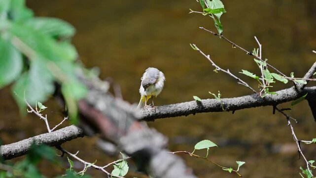 Juvenile Grey Wagtail Preening Feathers on Tree Branch in Nature 4K