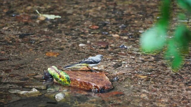 Grey Wagtail Standing on Red Rock and Taking Off Slow Motion 4K