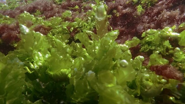 Close-up of tubular vibrant sea cabbage leaves with sparkling oxygen air bubbles bobbing in shallow ocean current with fine vivid red hair algae Ceramium backdrops glittering under bright rays of sun