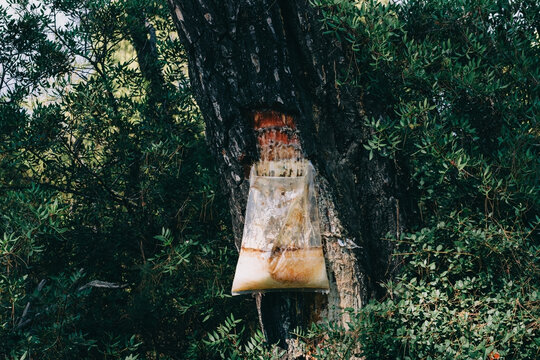traditional and artisanal pine resin harvesting