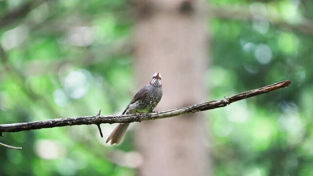 Brown-eared Bulbul Chirping Perched on Tree Branch in Forest 4K