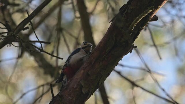 Great spotted woodpecker pecking on a branch