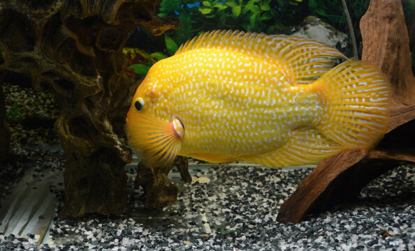 Cichlasoma severum swims in the aquarium