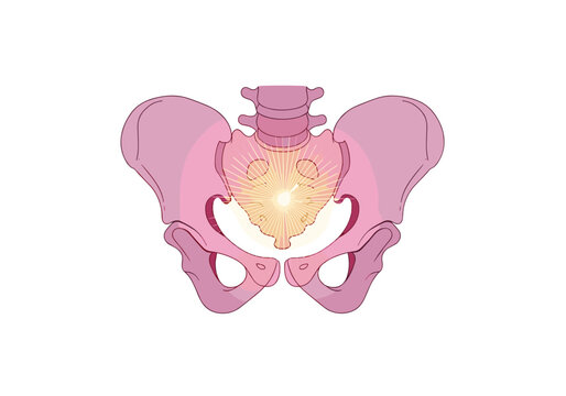 Human pelvis highlighting sacrum and pelvic floor energy center