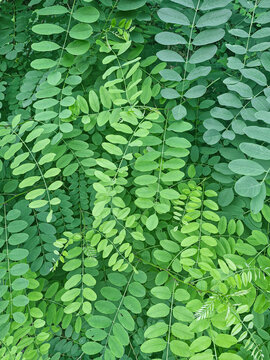 Green black locust leaves background, Robinia pseudoacacia foliage pattern close-up