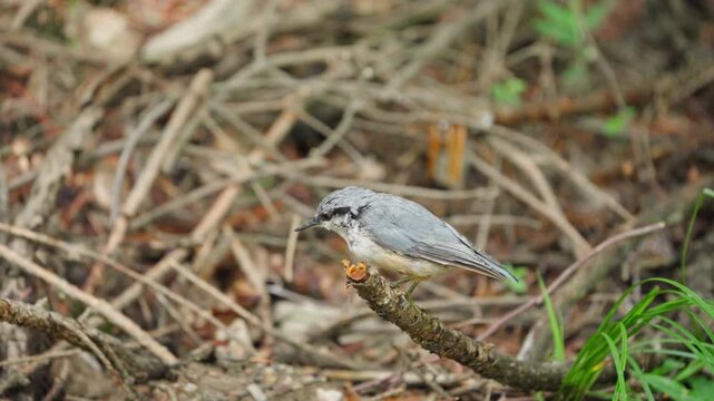 Eurasian Nuthatch Scratching Head on Branch Tip and Flying Off Slow Motion 4K