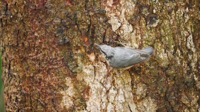 Eurasian Nuthatch on Tree Trunk Looking at Camera Flying Away Slow Motion 4K