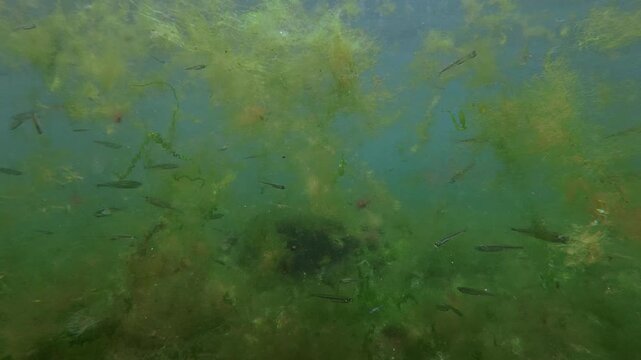 Underwater ecosystem showing swarm Sand Smelt Atherina fish hiding amongst drifting pieces of mixed brown, red and green seaweed formed floating algae mats in surf zone