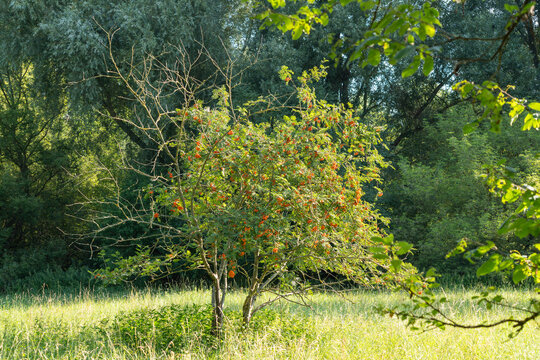 A solitary rowan tree stands in a sunlit grassy meadow with bare branches on one side and lush berry laden foliage on the other. Dense forest fills the background beyond the open field.