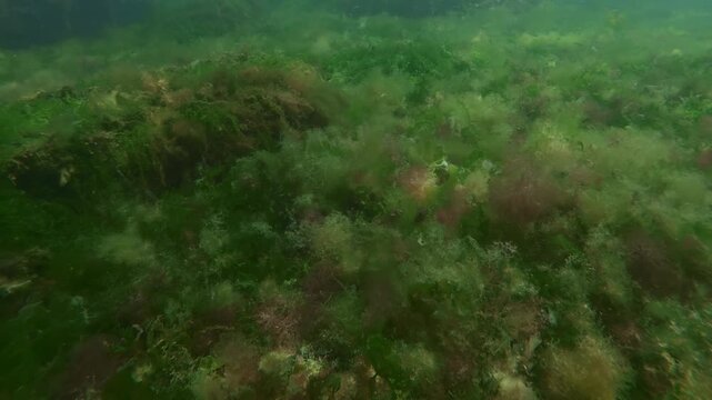 Moves forward over textured, patchy carpet of mixed macroalgae, including ulva, ceramium, phyllophora, cystoseira and enteromorpha, blanketing rocky marine bottom in sun glare, fish swim on background