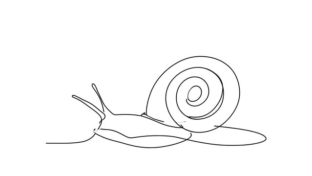 Simple line art snail drawing white background.