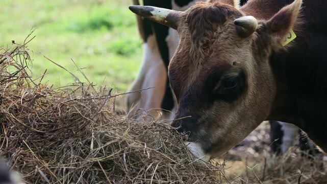 Adult horned bull eating haylage in an open field. Close-up of the bovine muzzle chewing forage, with a herd of beef cattle near a haystack, illustrating livestock farming and animal feeding.