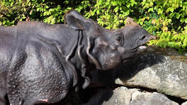 The Indian Rhinoceros, Rhinoceros unicornis is also called Greater One-horned Rhinoceros and Asian One-horned Rhinoceros and belongs to the Rhinocerotidae family.