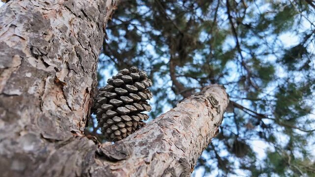 Low angle view of a pine cone hanging on textured tree bark against forest canopy.