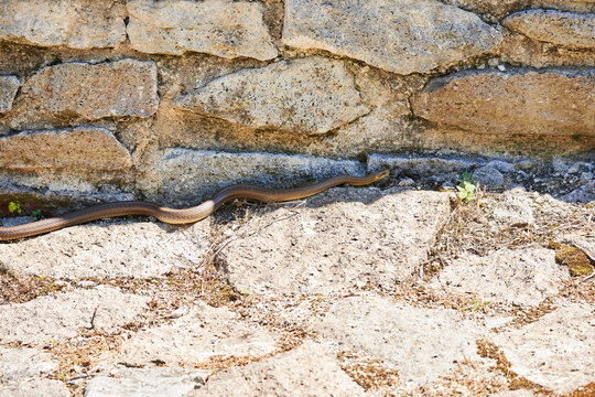 Aesculapian snake in natural habitat ( Zamenis longissimus )