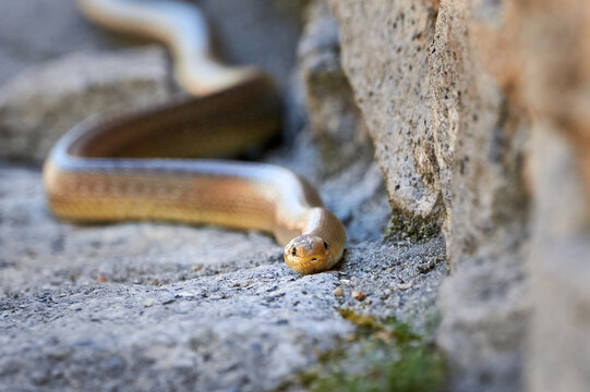 Aesculapian snake in natural habitat ( Zamenis longissimus )