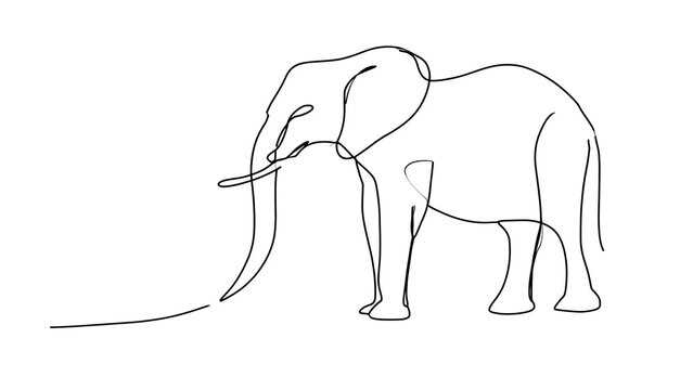 Minimalist elephant line drawing white background.