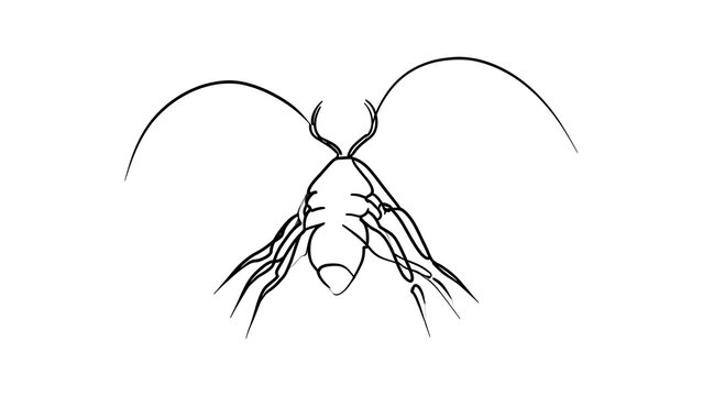 Minimalist insect line art drawing white background.