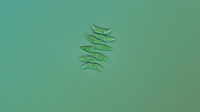 Scenedesmus acutus colony at 50x under Nomarski DIC microscopy