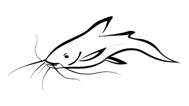 Minimalist catfish line art illustration white background.