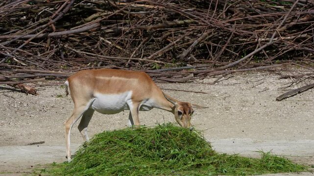 The Indian Blackbuck, Antelope cervicapra or Indian antelope inhabits grassy plains and slightly forested areas. Fast animals, the blackbuck can run at as high as 80 kilometers per hours.