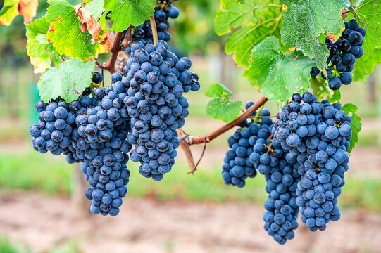 Rotwein Trauben am Rebstock 692724