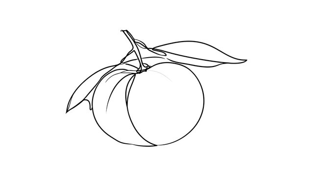Peach with leaves illustration on white background.