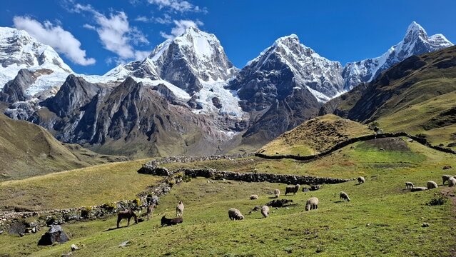Ovejas en la cordillera de Huayhuash en Peru, durante el 2do d&iacute;a de caminata