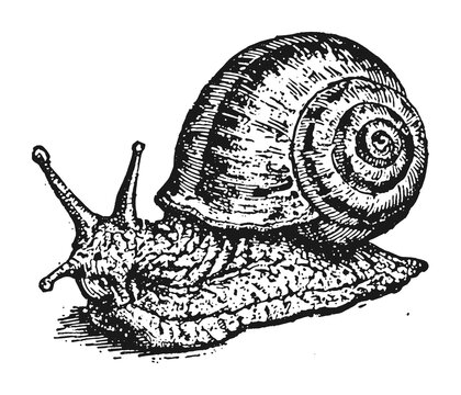 PNG Vintage black and white snail illustration with detailed engraving style