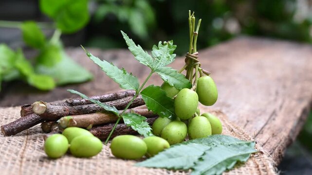 Neem fruit with neem sticks and leaf isolated on wooden background. Medicinal neem leaves, fruit and branch
