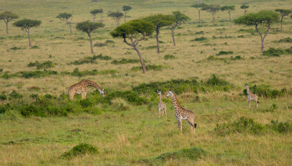 Masai giraffes. Masai Mara Game Reserve, Kenya, Africa. © Yan