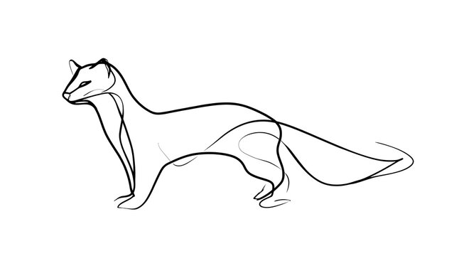 Minimalist line art weasel illustration white background.