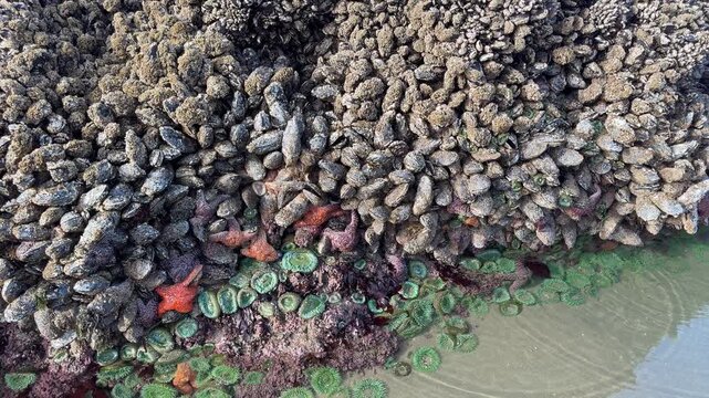 A minus tide (ultra low tide) at Face Rock Beach in Bandon, Oregon, reveals a variety of sea life not normally seen.