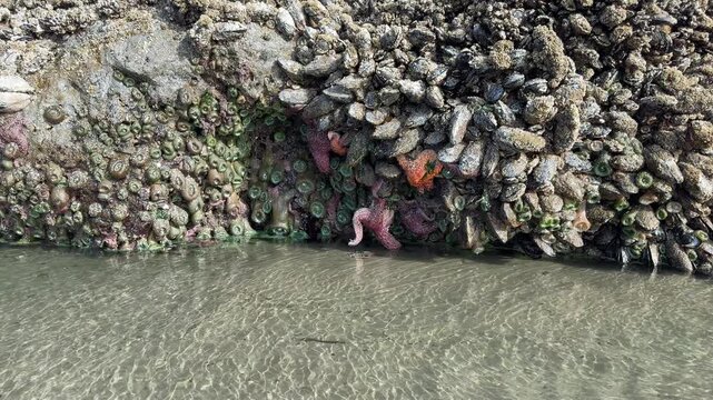 A minus tide (ultra low tide) at Face Rock Beach in Bandon, Oregon, reveals a variety of sea life not normally seen.