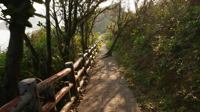 Tree grow and break through stone paved path. Power of nature and time. Wonderful Yehliu Geopark area. Camera walking forward on straight pathway, Sun flickering through forest crowns