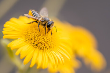Close‑Up Macro Bee Collecting Pollen on Bright Yellow Flower © Kim de Been