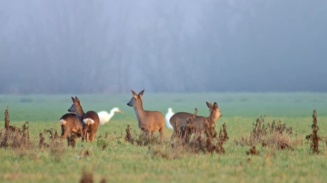 European Roe Deer group feeding on meadow grass while enjoying warm sunrise light in winter wildlife habitat, 4K footage