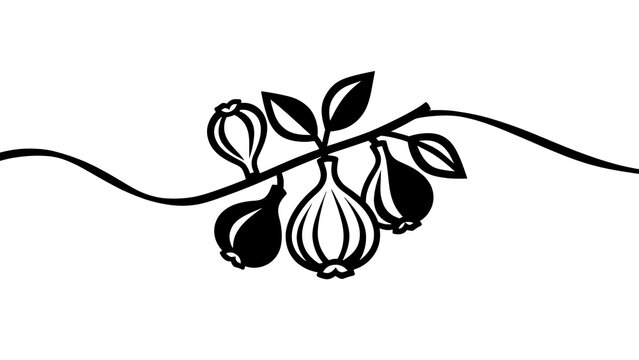 Minimalist fig and garlic illustration white background.