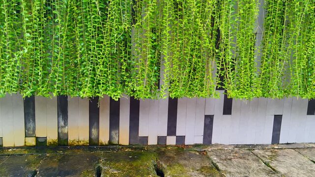 Green Lee Kuan Yew curtain creeper vines hanging on wall for vertical garden footage.