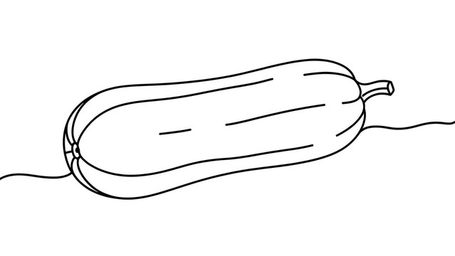 Simple line art zucchini illustration white background.