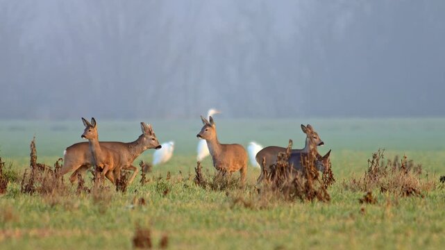 European Roe Deer group feeding on meadow grass while enjoying warm sunrise light in winter wildlife habitat, 4K footage